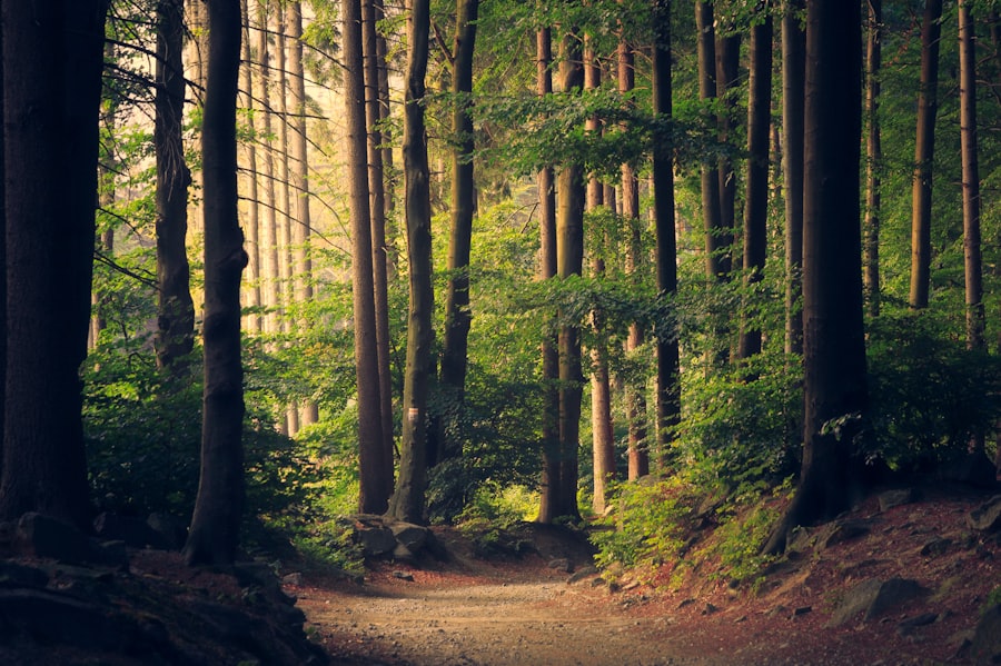 Forest sample for grid guide