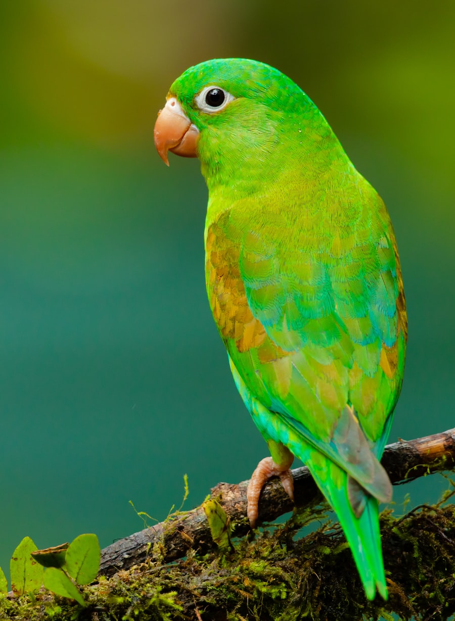 Parrot sample for grid guide